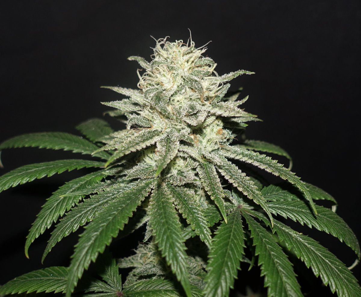 Mothers milk2   Copy