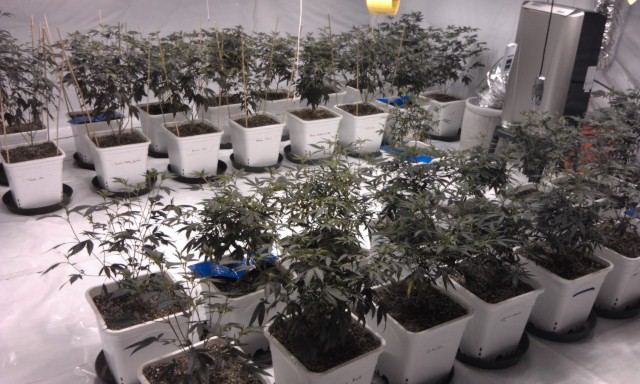 Motivs continued madness grow log