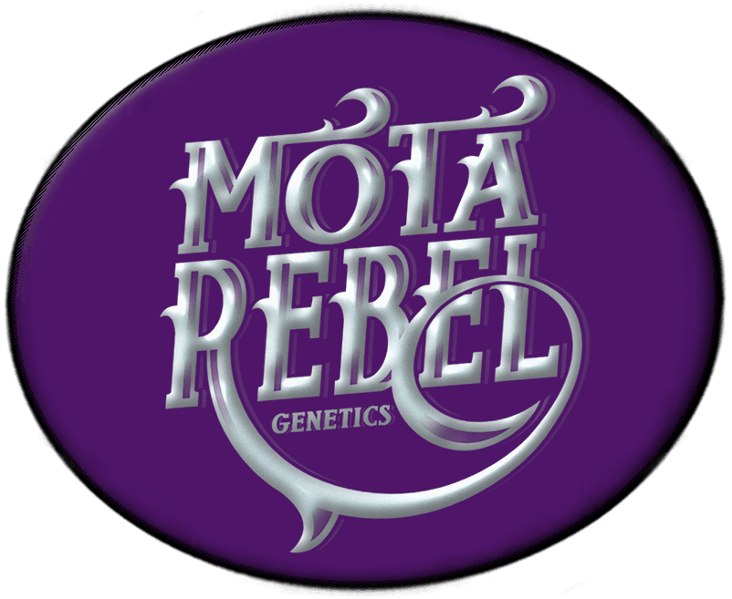 Motorebel