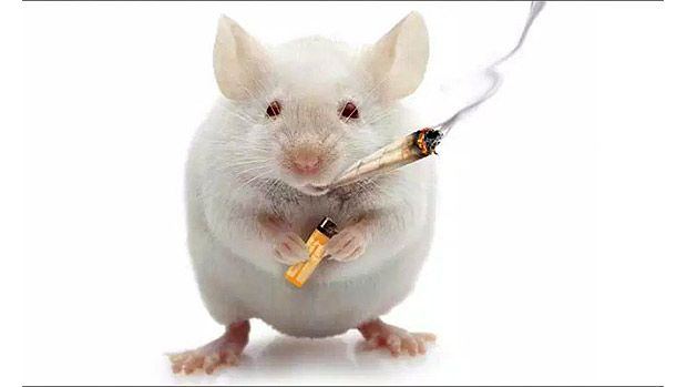 Mouse Weed