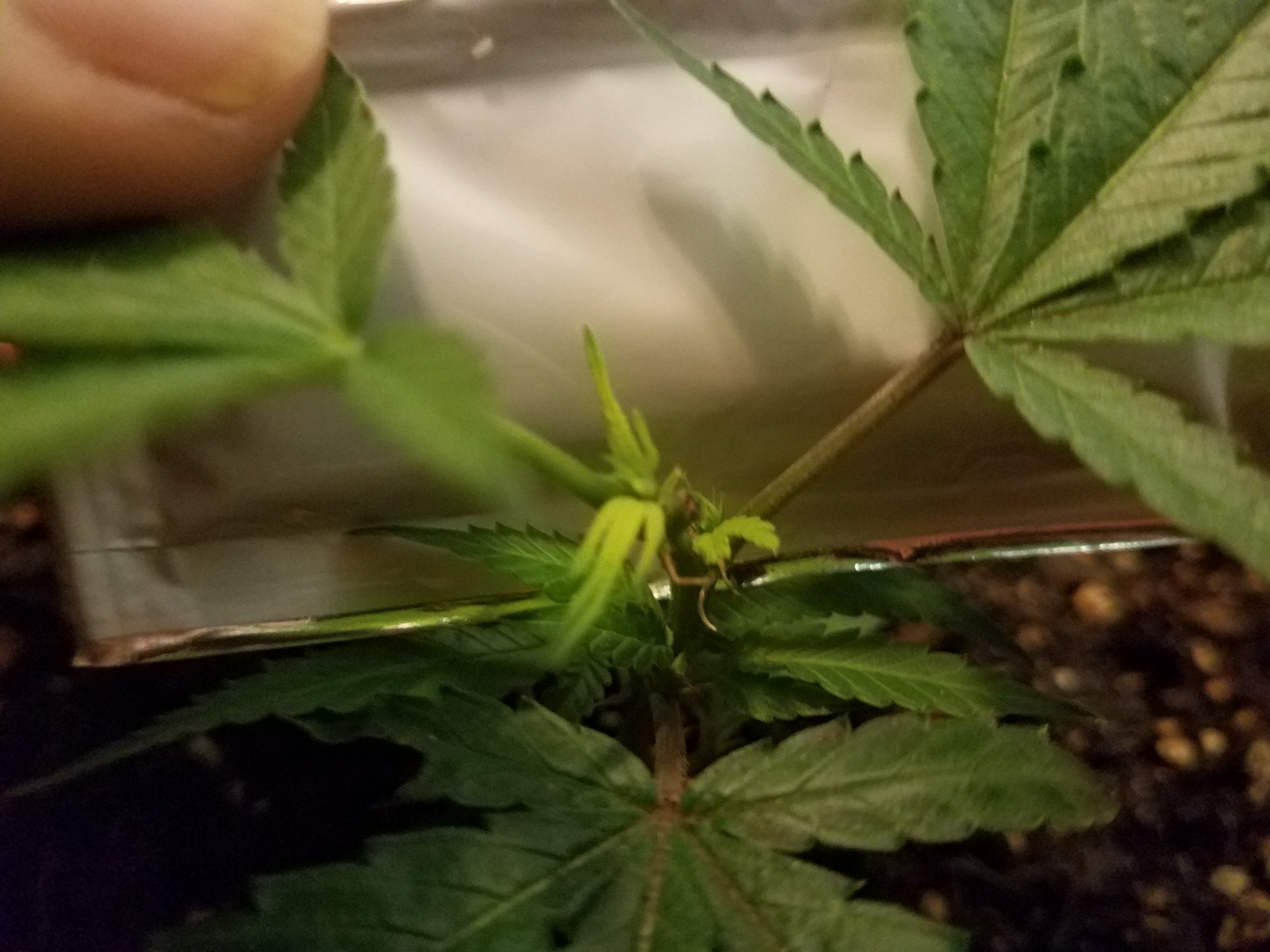 Moving inside   re nutes in soil