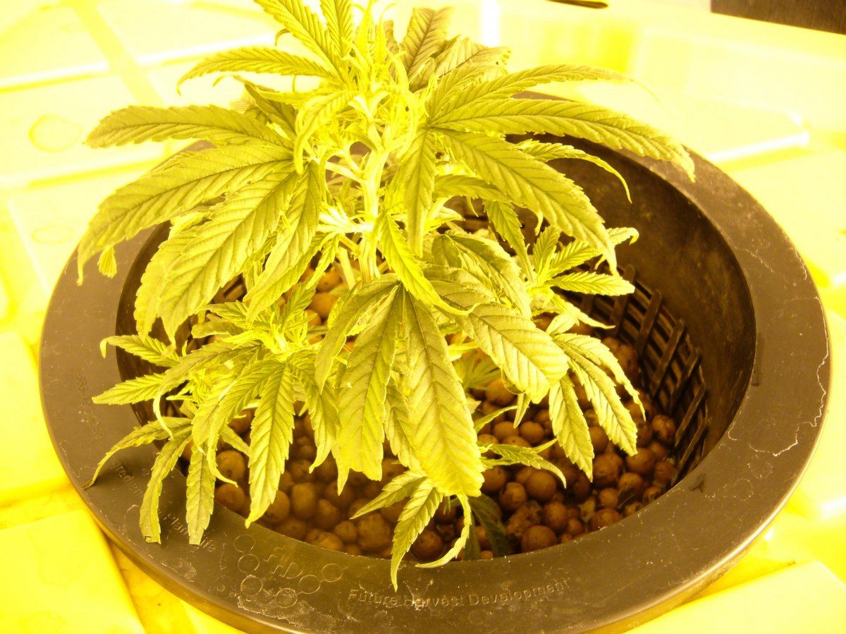 Mpb bucket plant problems 10