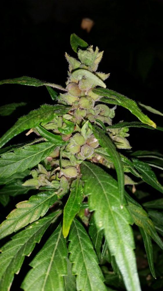MPF2pheno2
