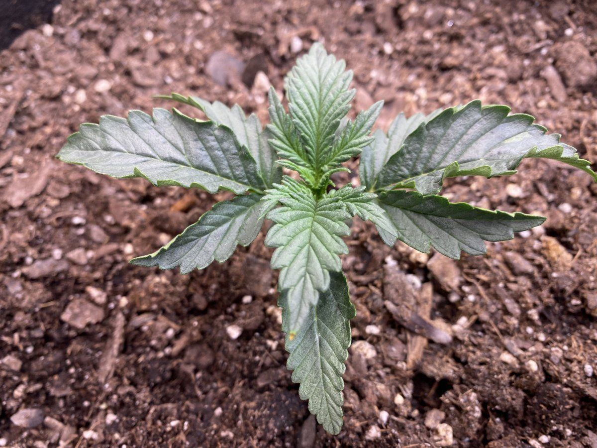 Mr brazils first grow 12th day   the claw