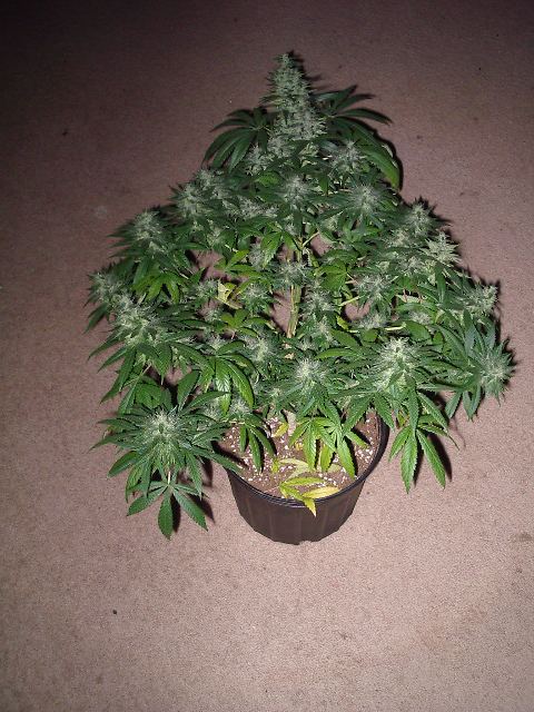 MrD 004