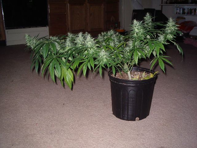 MrD 005