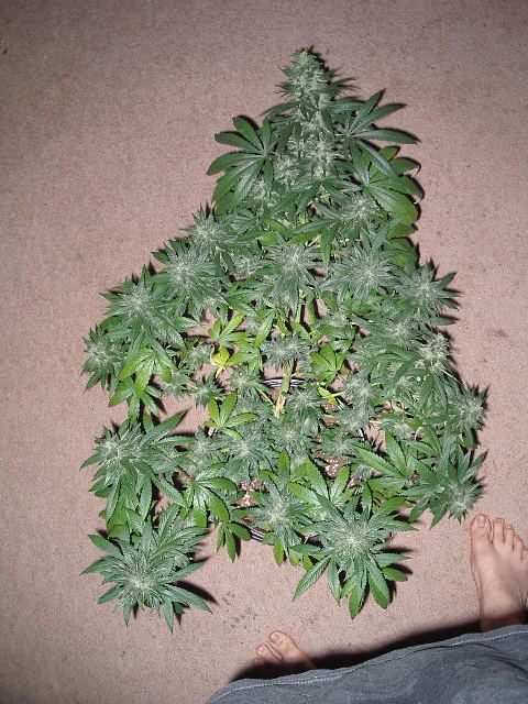 MrD 021