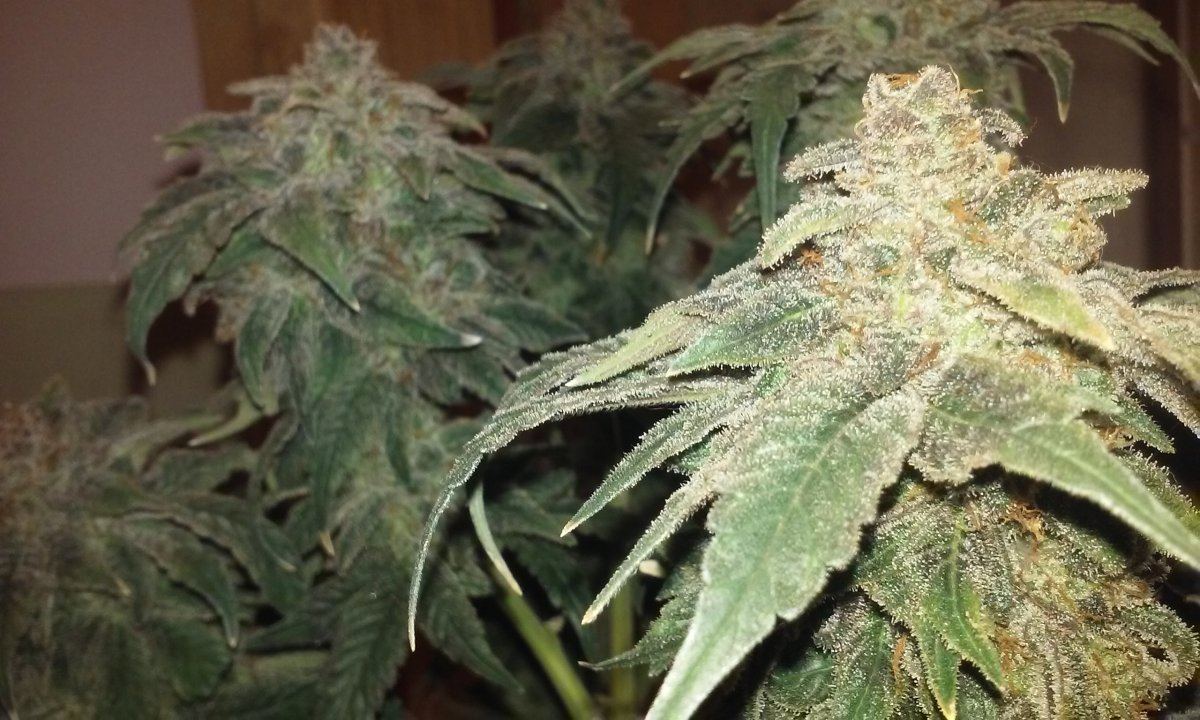Mr frosty 2