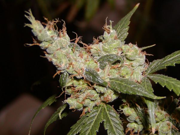 Mr nice seeds afghan haze 