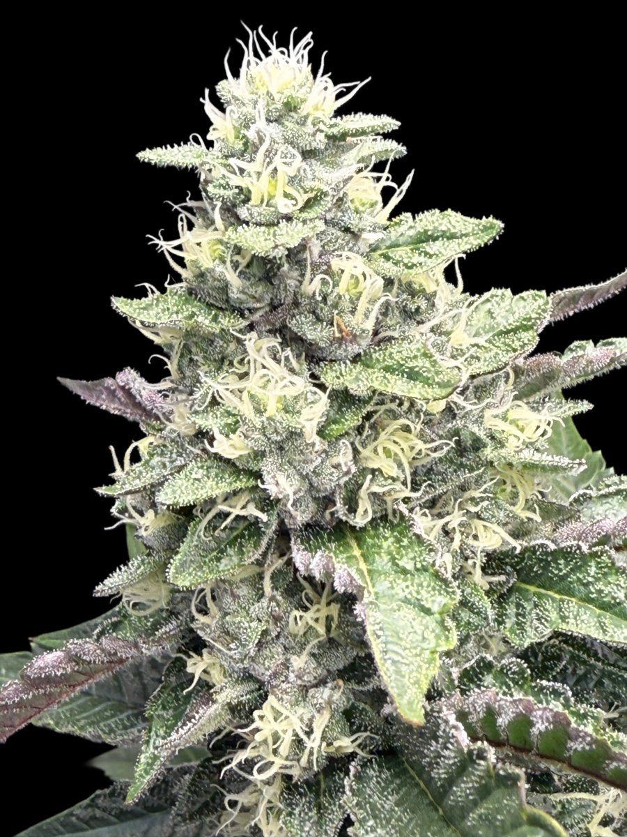 Mrgs greenpoint grow n show 2