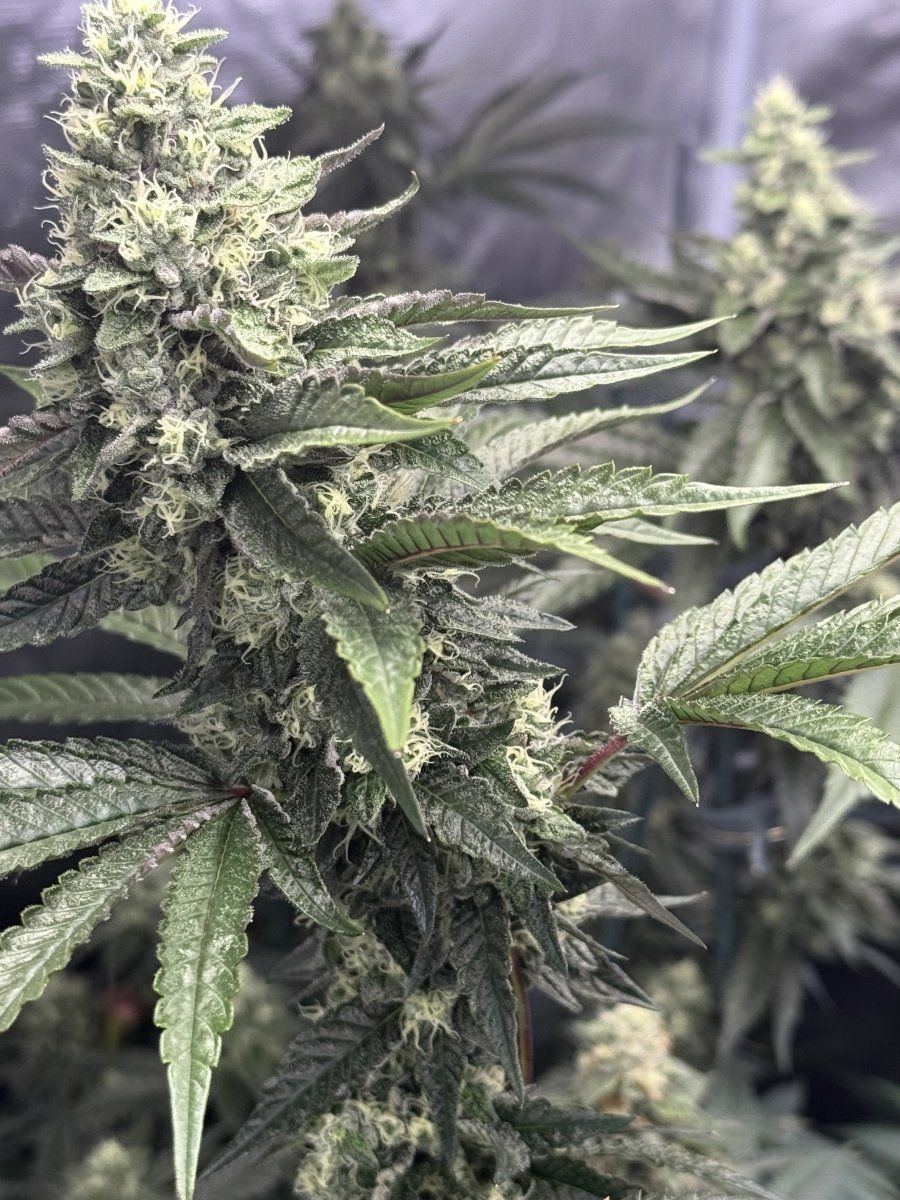 Mrgs greenpoint grow n show 3