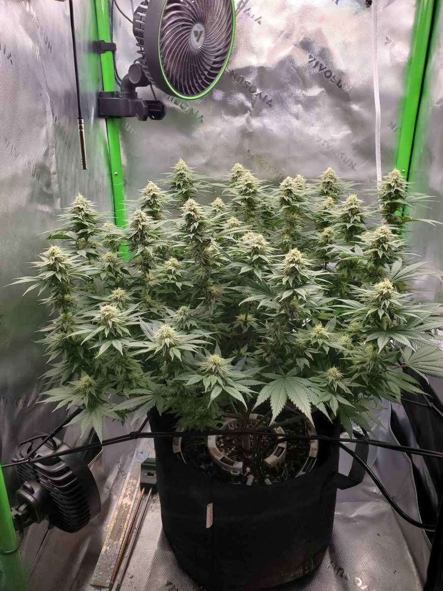 MrPikl2x2 scrog