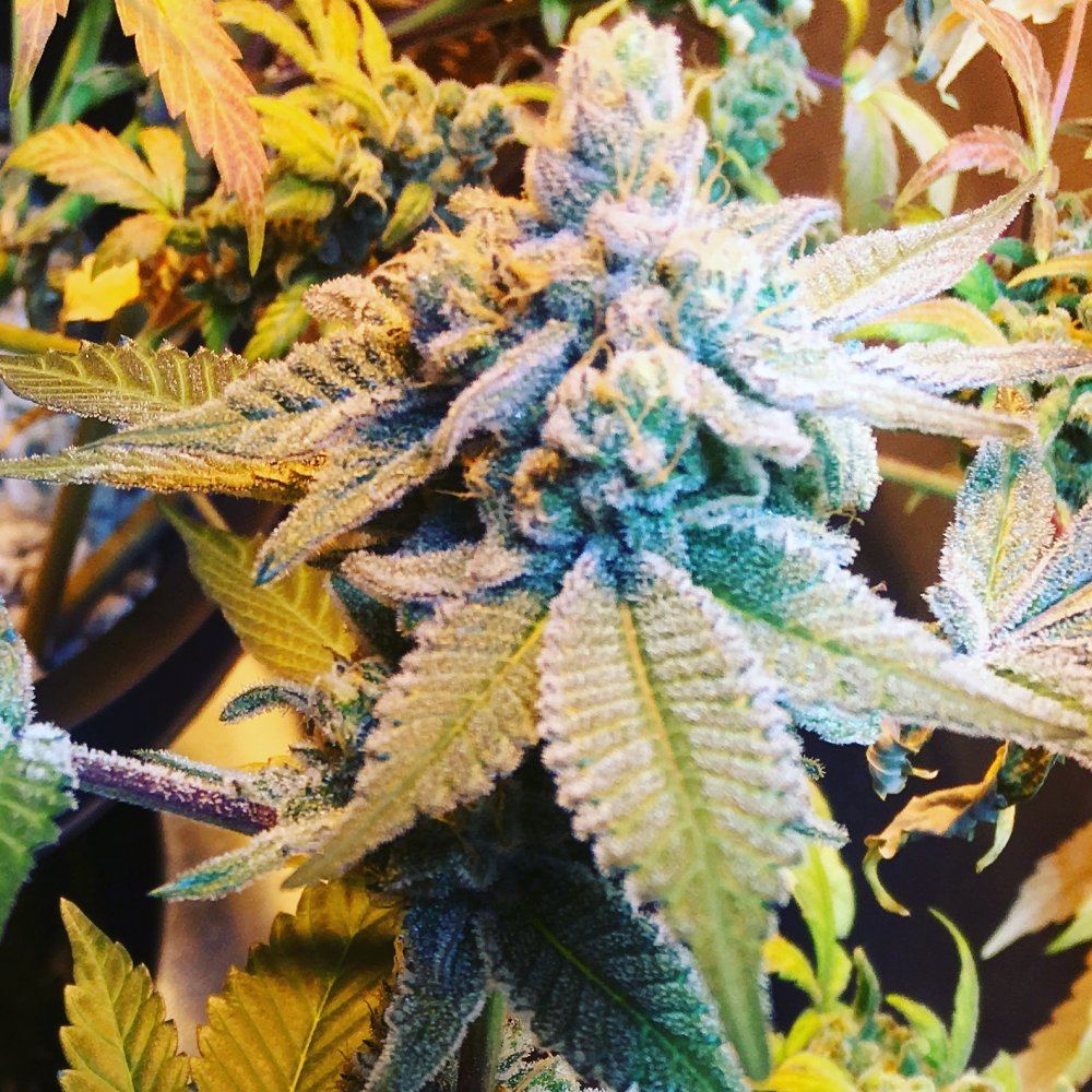 Mt tabor white platinum crack