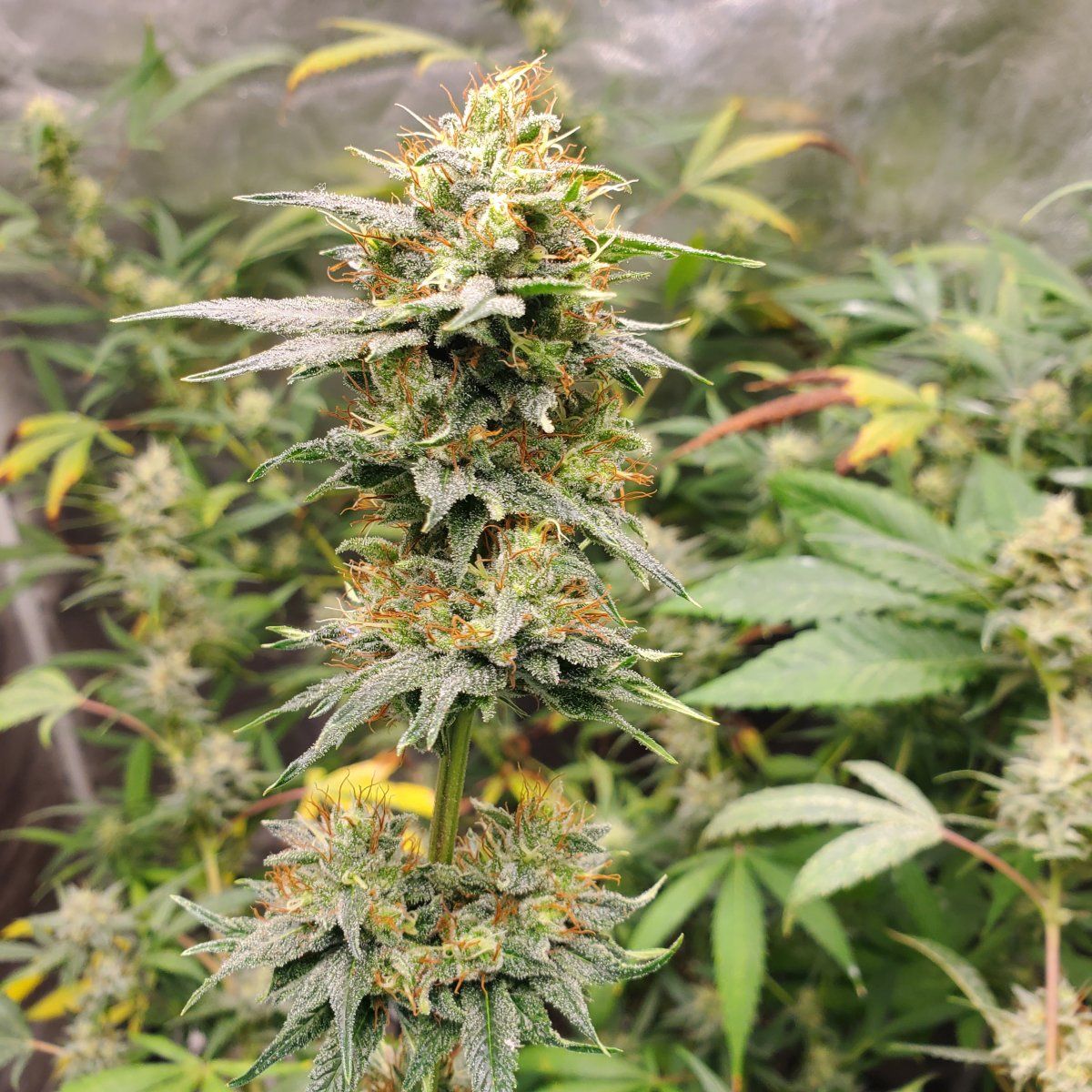 MTL