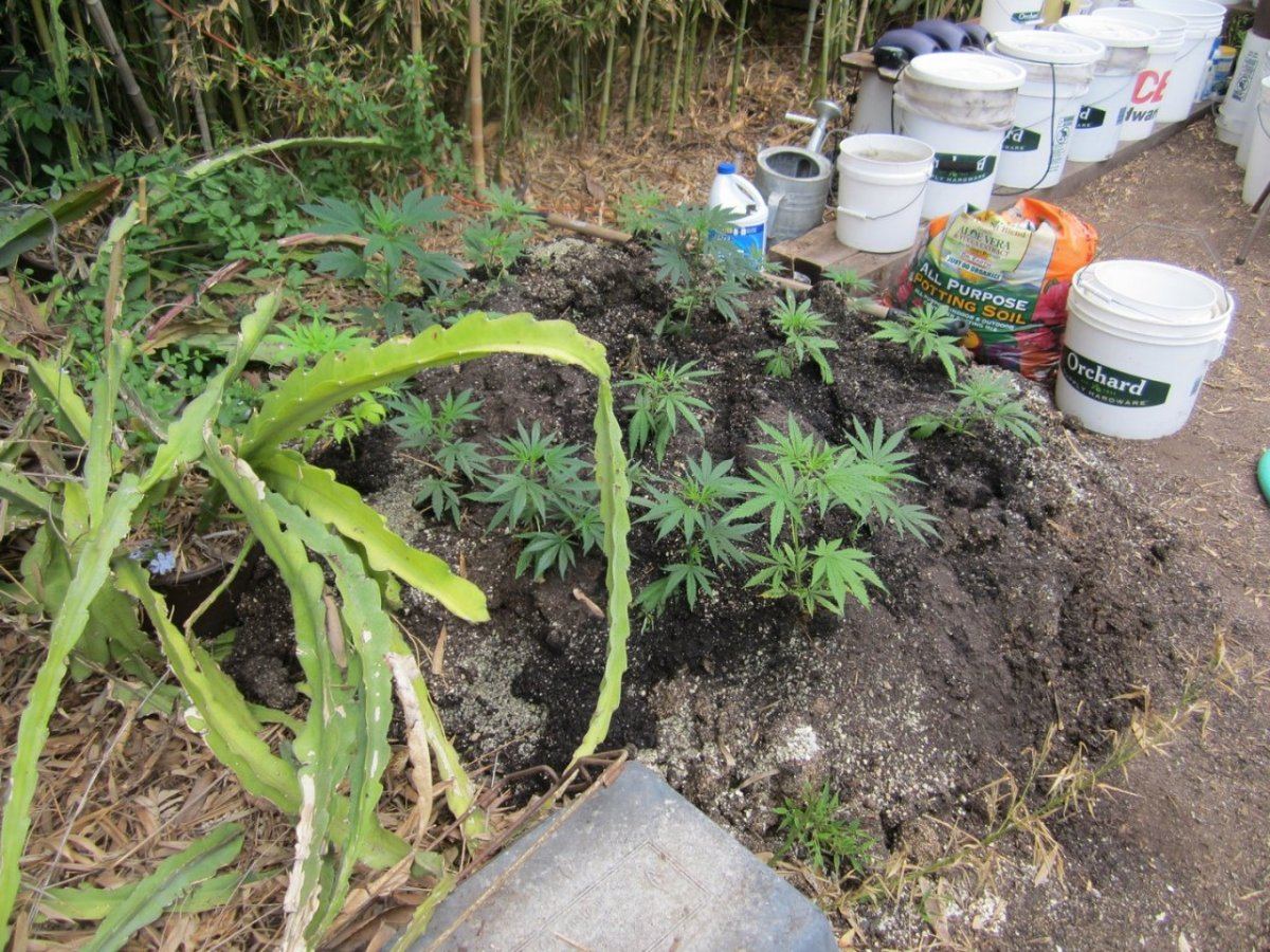 Mulch1