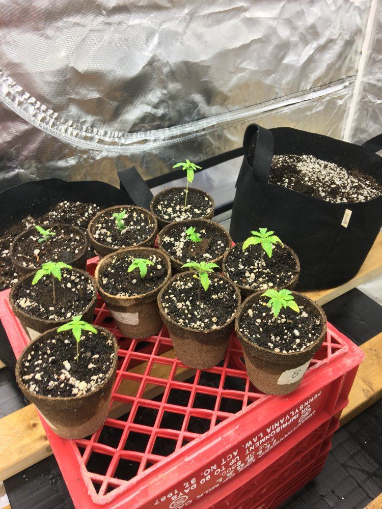Multi 8 10wk strain and 2 autos