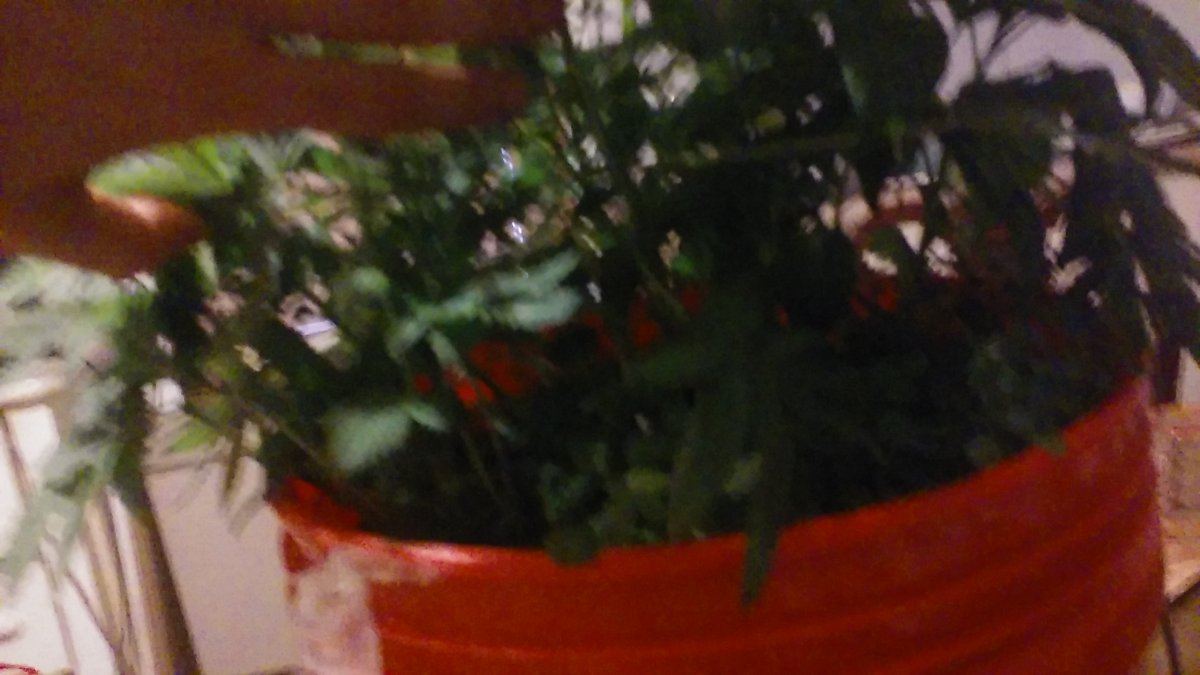 Multi plant bucket 3