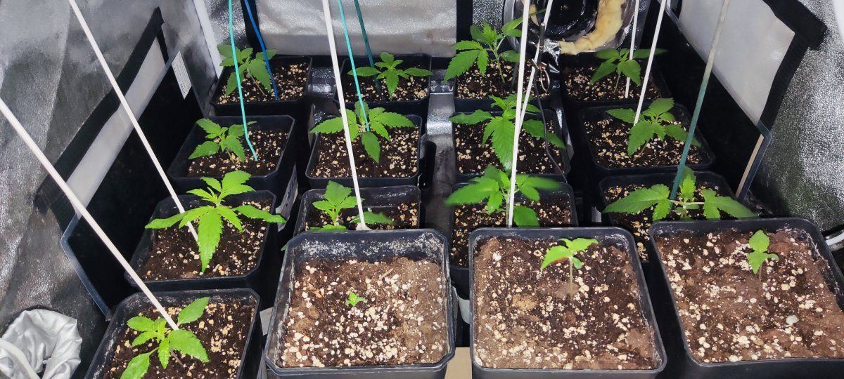Multi strain 12 12 from seed 2