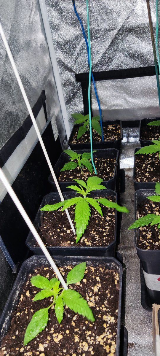 Multi strain 12 12 from seed 3