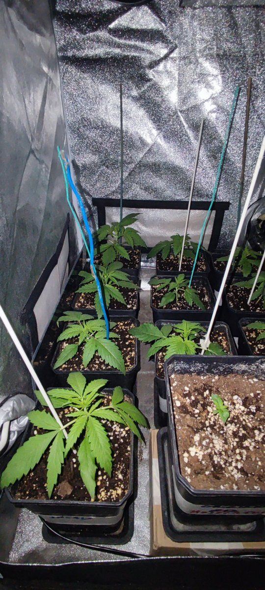 Multi strain 12 12 from seed 4