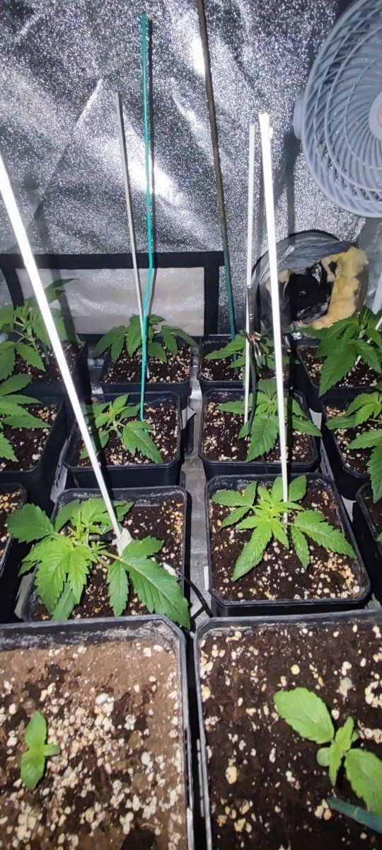 Multi strain 12 12 from seed 5
