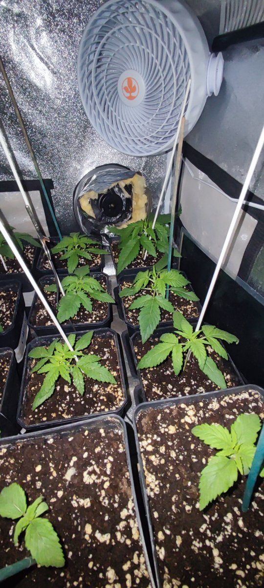 Multi strain 12 12 from seed 6