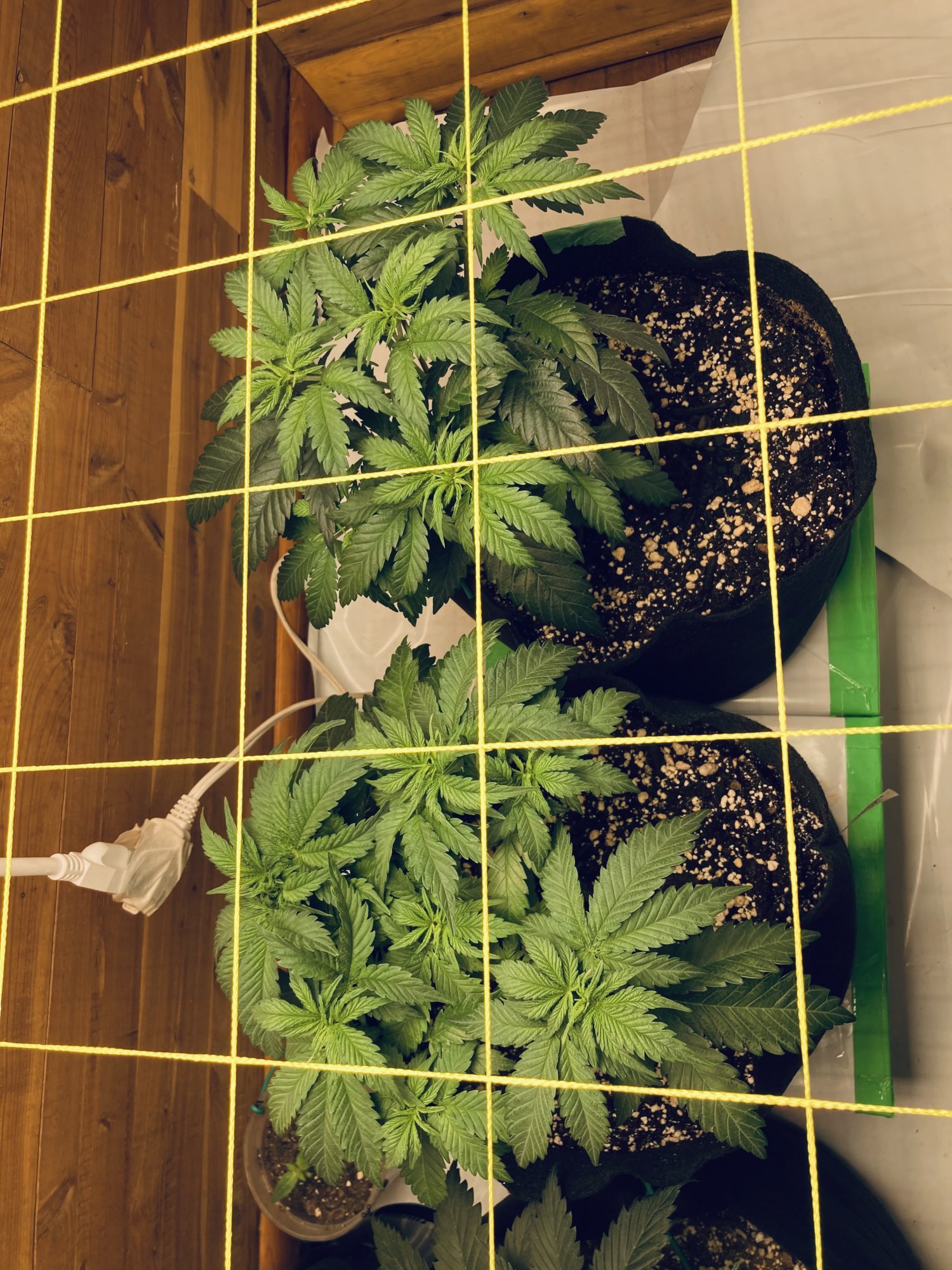 Multi strain 2x8 closet scrog first grow 2