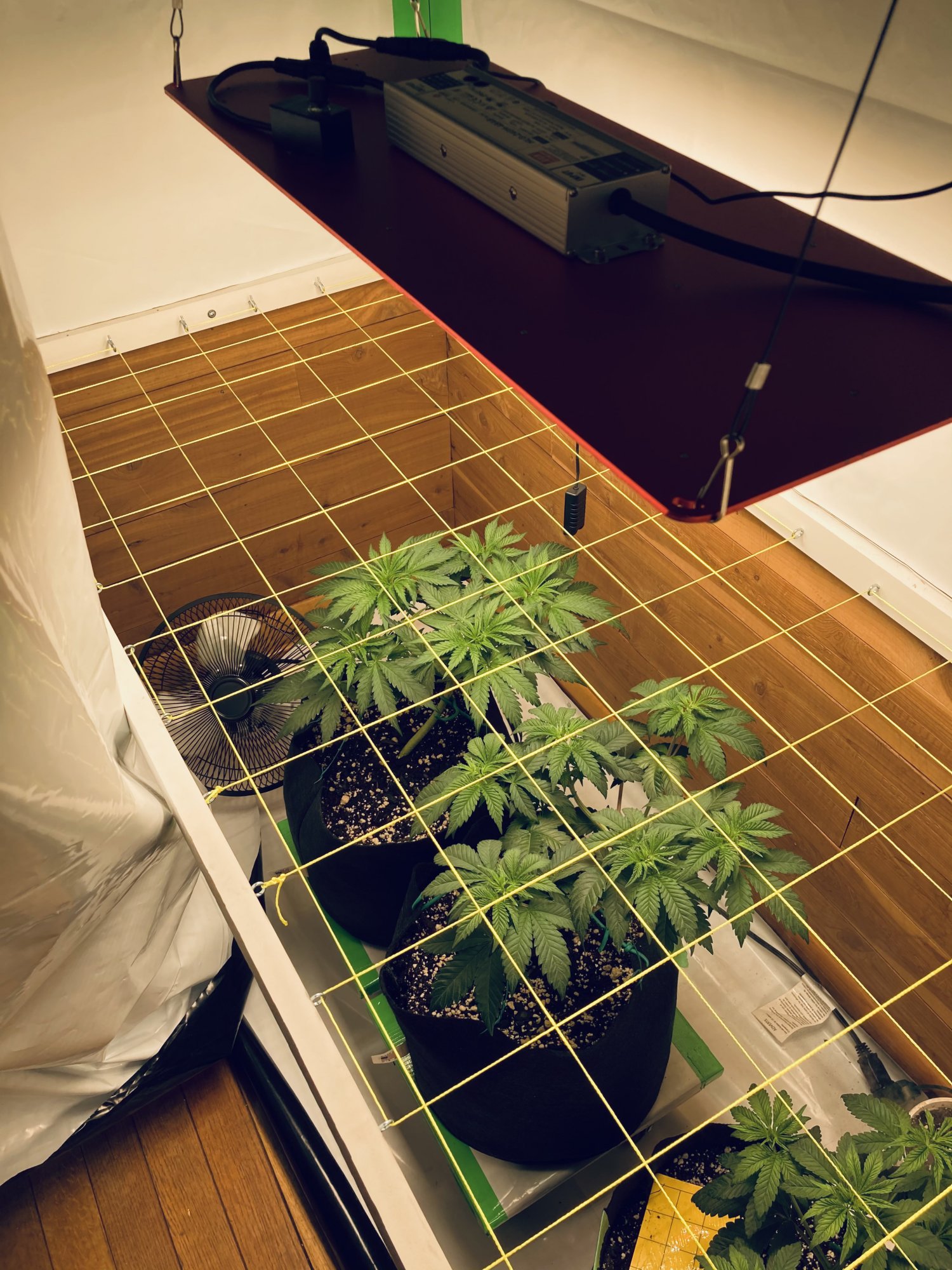Multi strain 2x8 closet scrog first grow 3