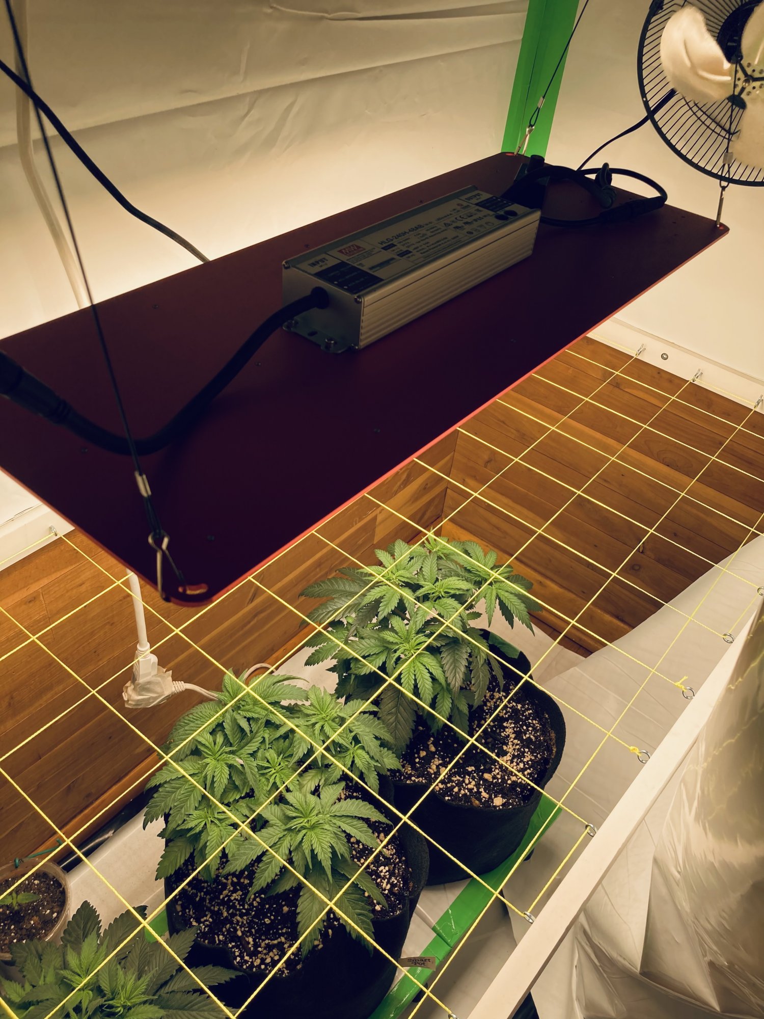 Multi strain 2x8 closet scrog first grow 4