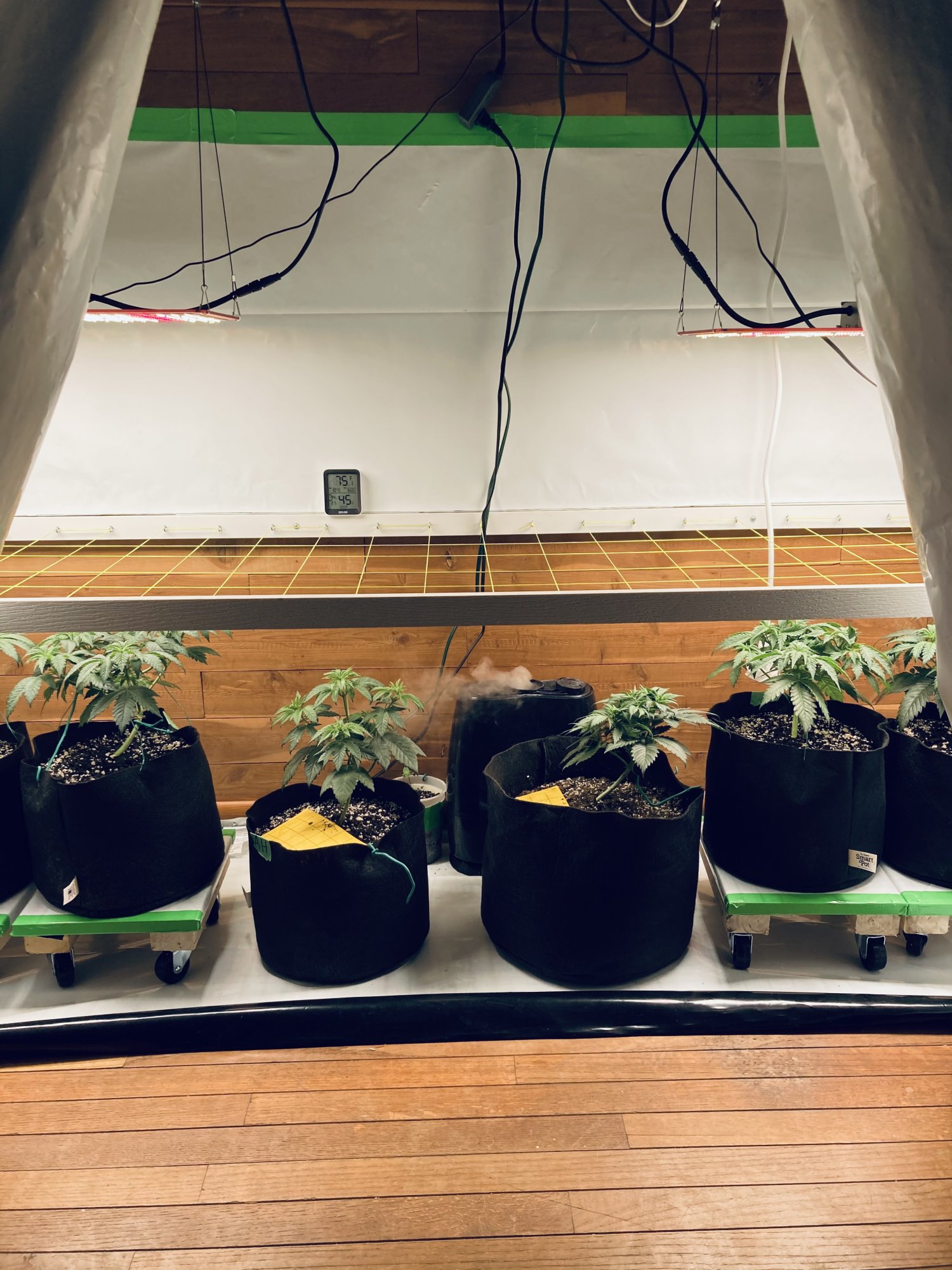 Multi strain 2x8 closet scrog first grow 5