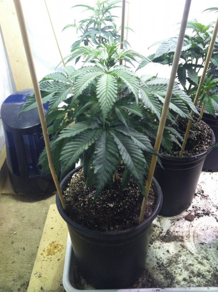 Multi strain grow 6