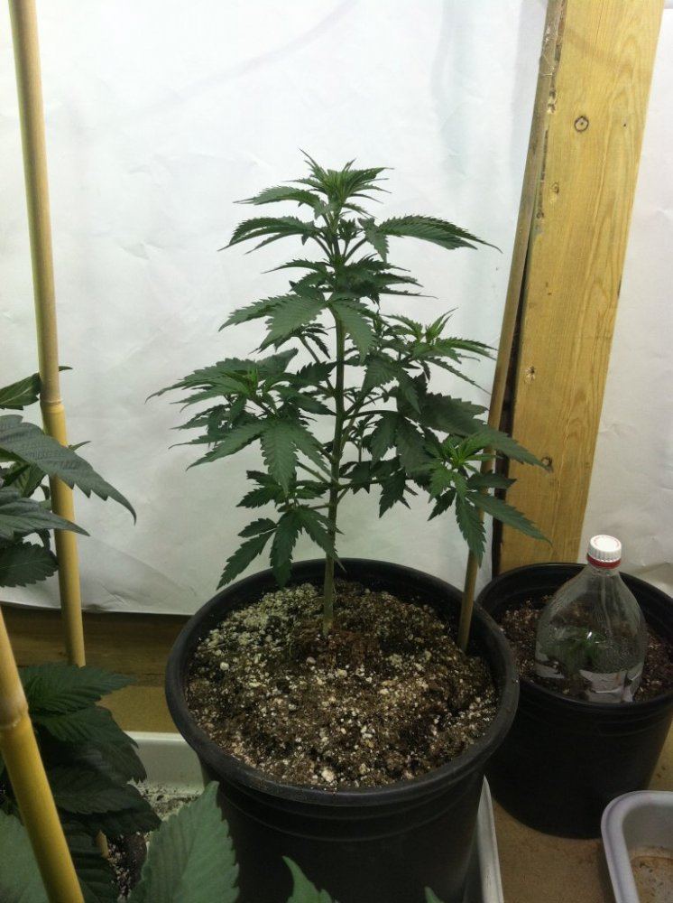 Multi strain grow 9