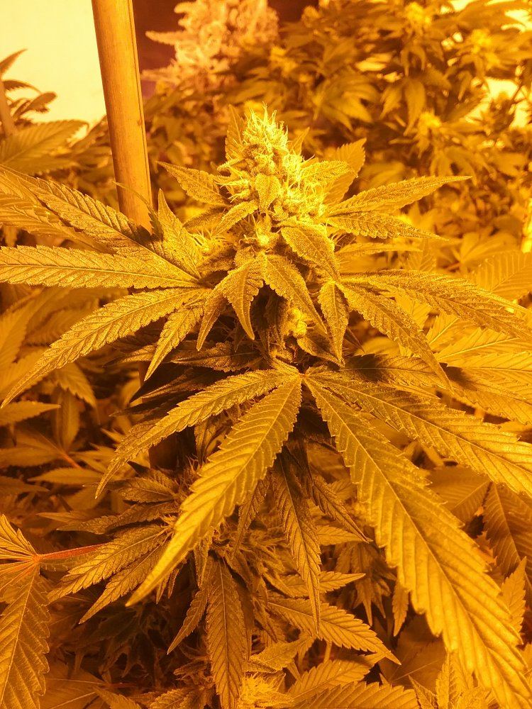 Multi strain grow little bit of everything 2