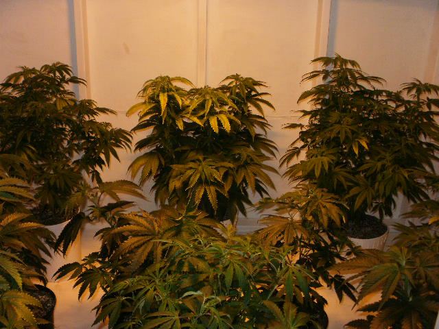 Multi strain growgonna be some monsters 2