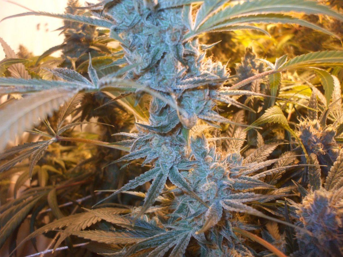 Multi strains 023