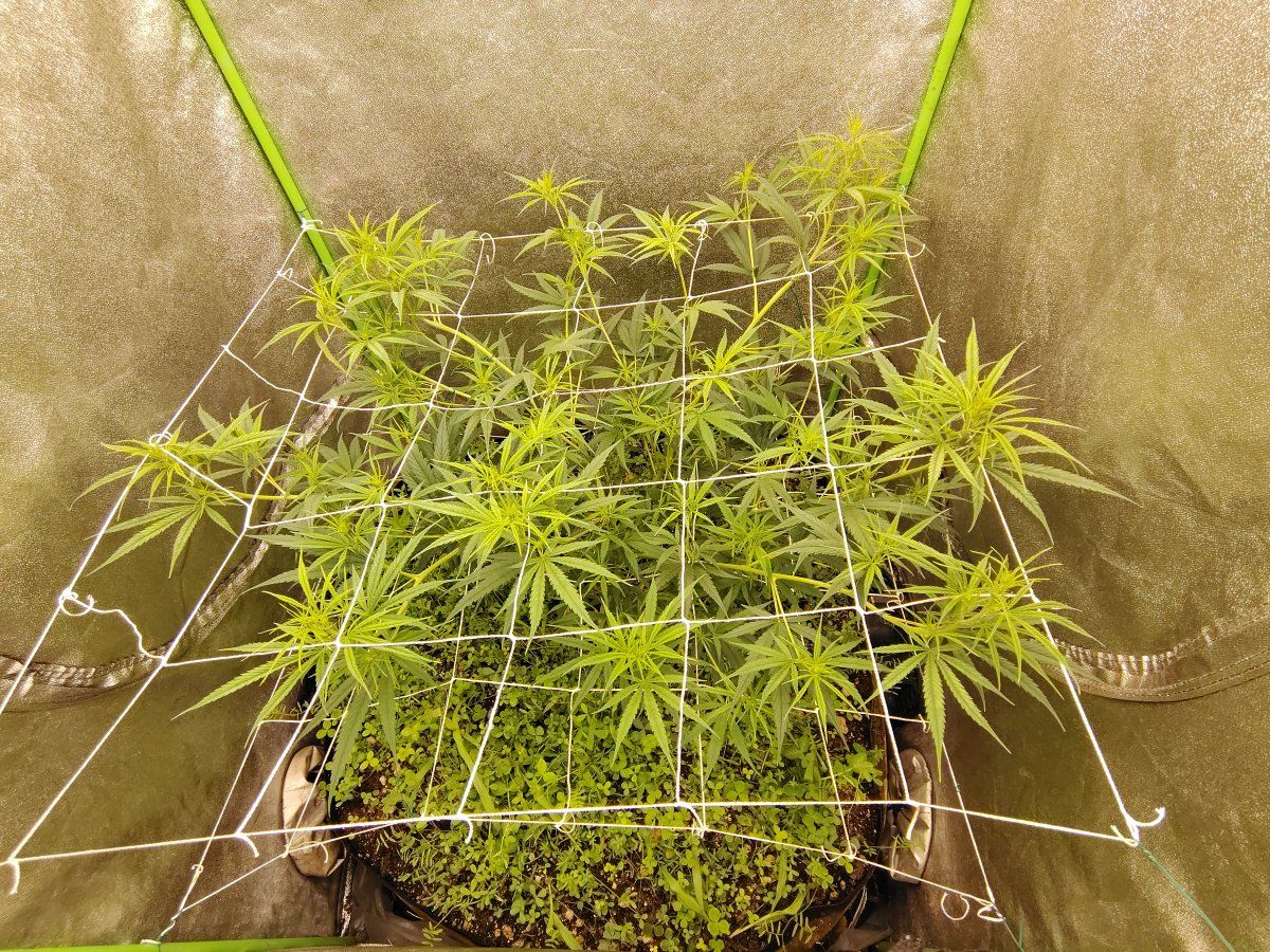 Multiple cycle living soil issue 3