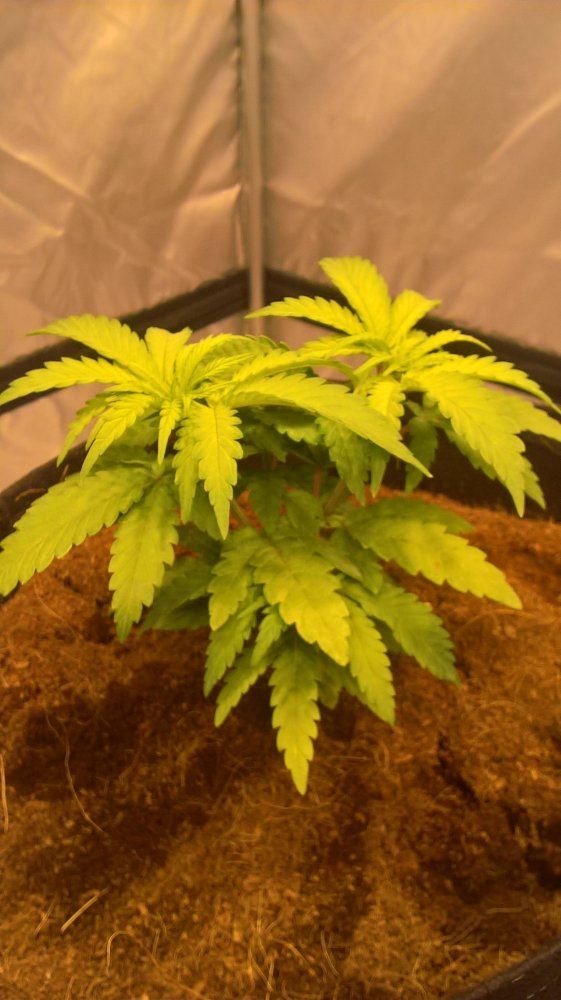 Multiple problems in coco first time growing 11