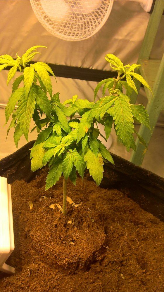 Multiple problems in coco first time growing 4