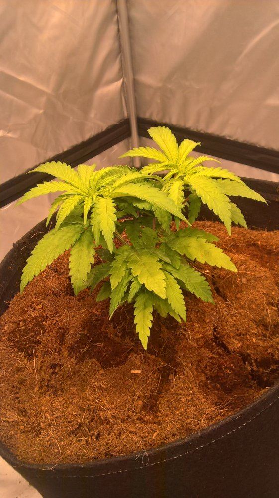 Multiple problems in coco first time growing 7