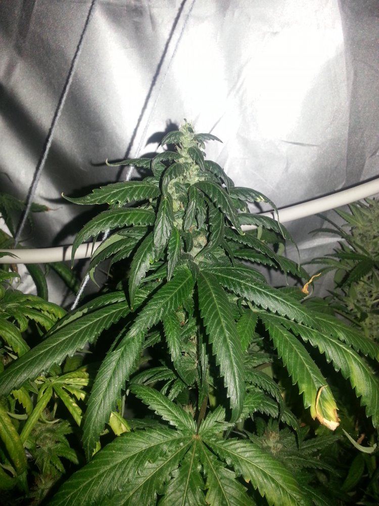 Multiple strain grow need help please 10