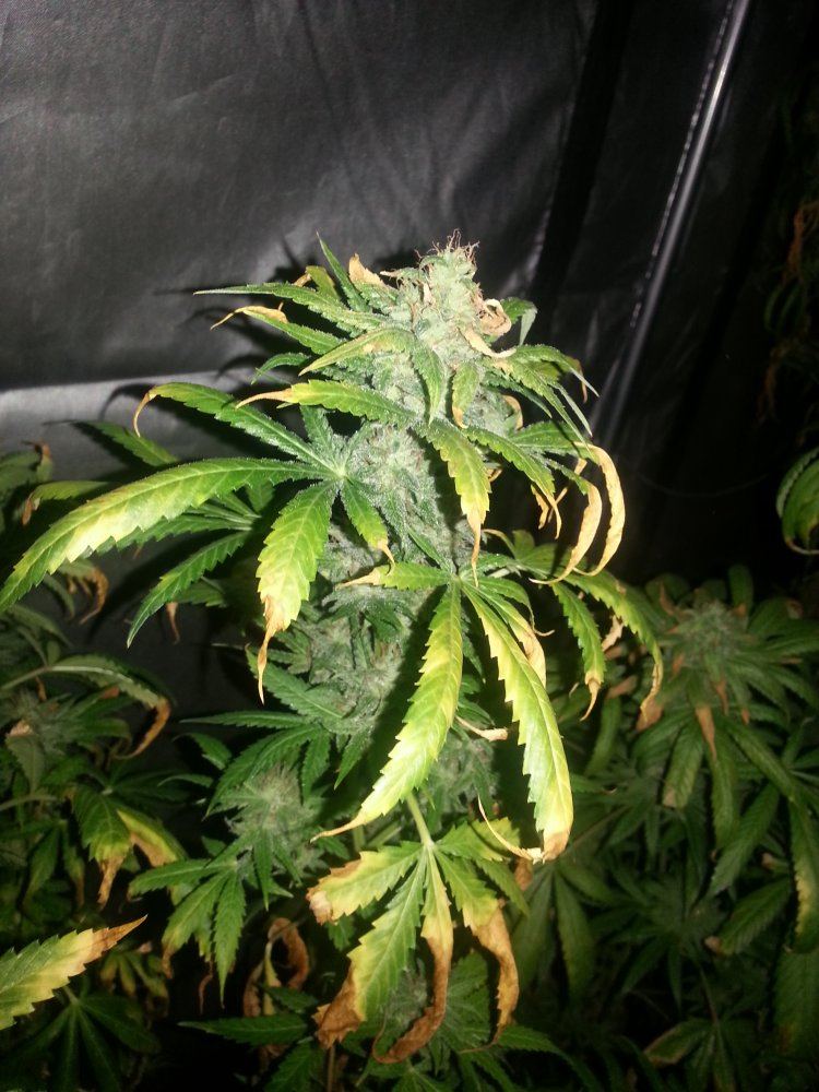 Multiple strain grow need help please 4