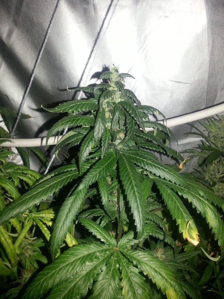 Multiple strain grow need help please 7