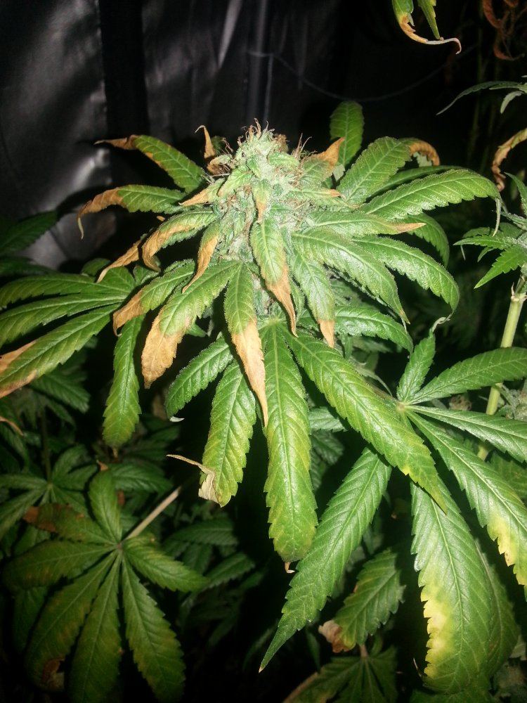 Multiple strain grow need help please