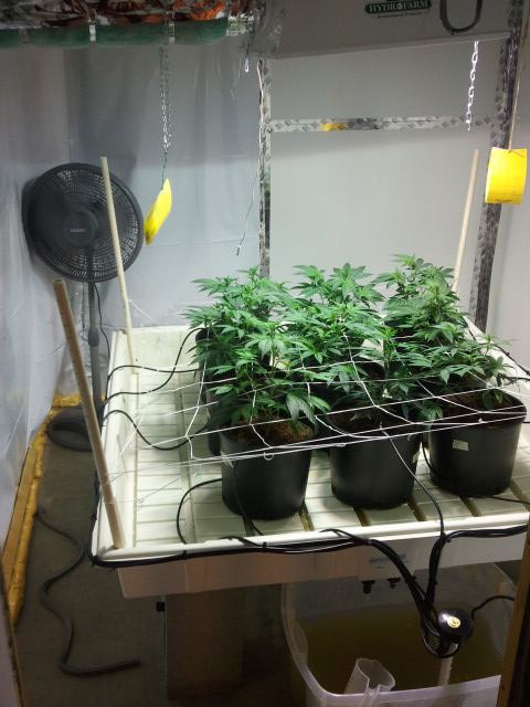 Multiple strain scrog grow 1st attempt 4