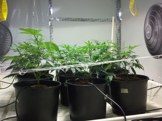 Multiple strain scrog grow 1st attempt 5