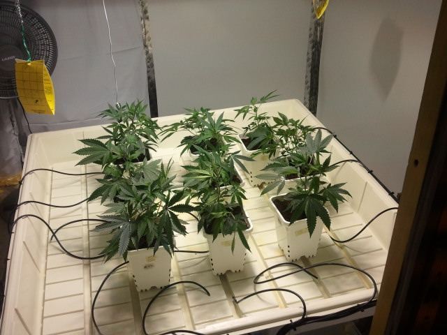 Multiple strain scrog grow 1st attempt