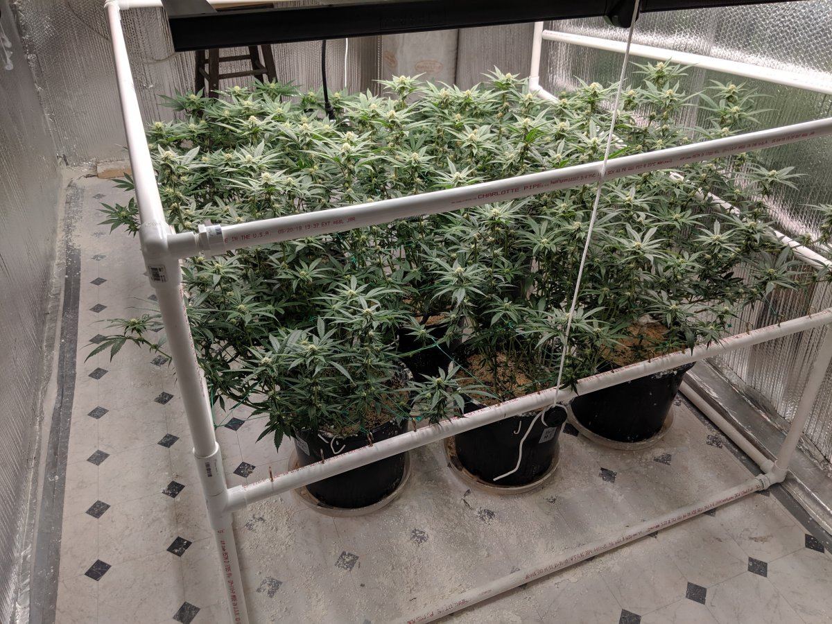 Munchs perpetual grow 10