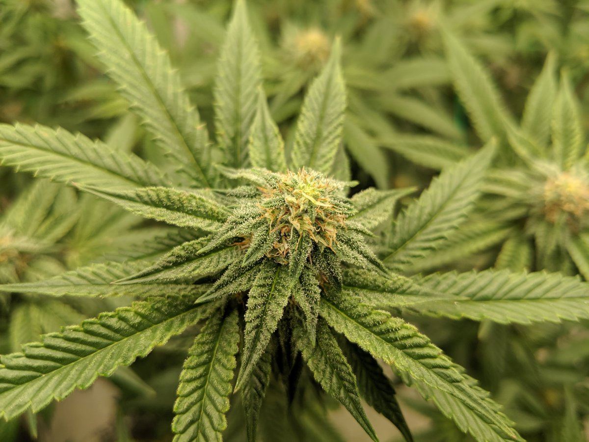 Munchs perpetual grow 11