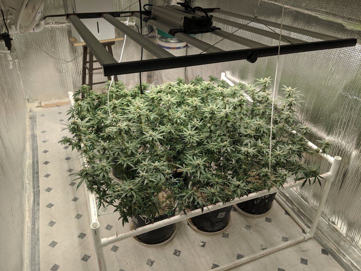 Munchs perpetual grow 12