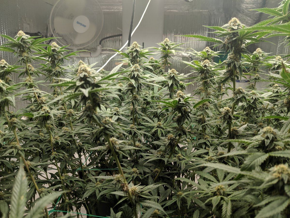 Munchs perpetual grow 13